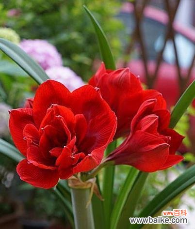 哪种花寓意不好的爱情？如何避免送错花？