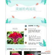 鸡冠花的传统寓意是什么？它象征着什么？