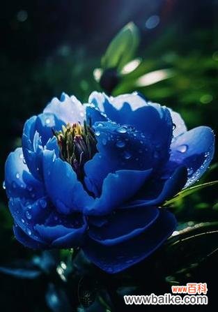 蓝色花象征着什么？它们的寓意是什么？