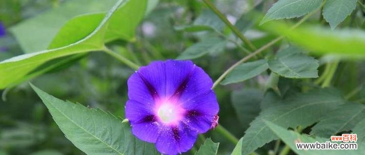 蓝色花象征着什么？它们的寓意是什么？