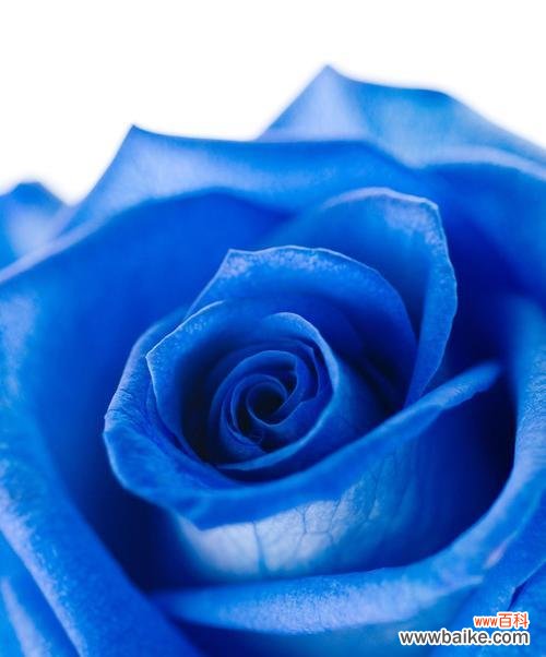 蓝色花象征着什么？它们的寓意是什么？