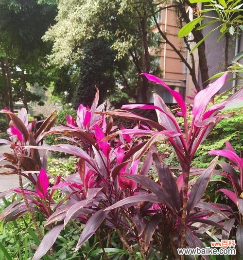 不同颜色的花在衣服上代表什么寓意?