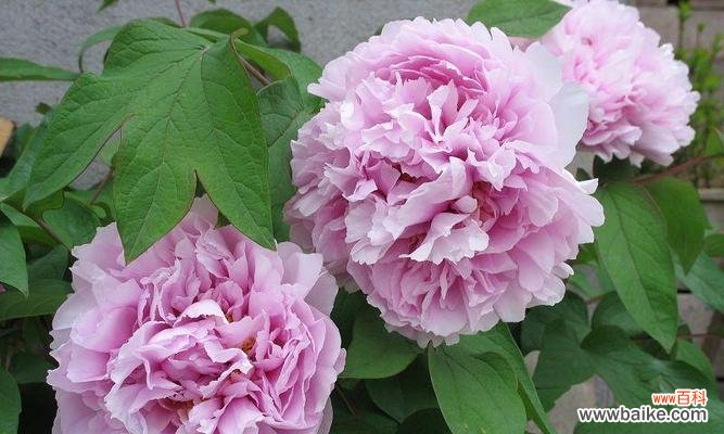 粉色罂粟花的寓意是什么?它在花语中代表什么?