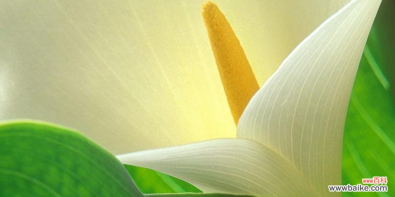 探秘海芋花语与传说中的神奇力量 海芋之谜