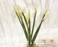 探秘海芋花语与传说中的神奇力量 海芋之谜