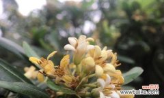 探寻海桐树的神秘魅力，它是生命的化身！ 海桐树的寓意与生命力