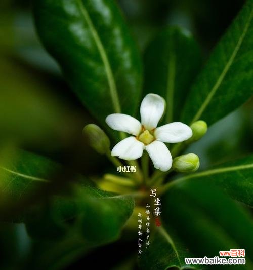 探寻海桐树的神秘魅力，它是生命的化身！ 海桐树的寓意与生命力