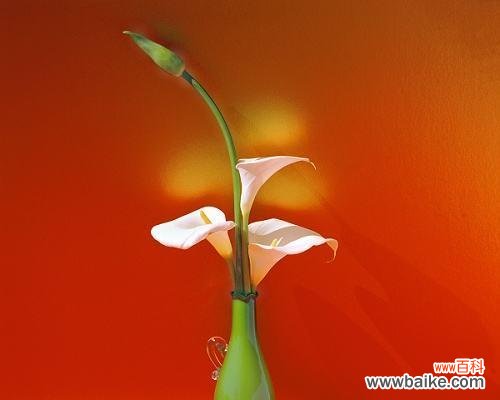 盛放的生命之美，海芋花的花语解读 海芋花的花语与寓意