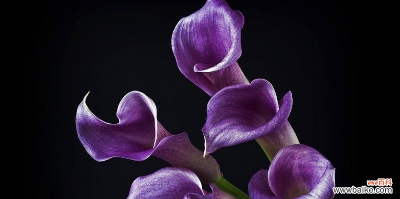 盛放的生命之美，海芋花的花语解读 海芋花的花语与寓意