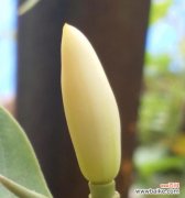 让笑容绽放，幸福永不离去 含笑花花语