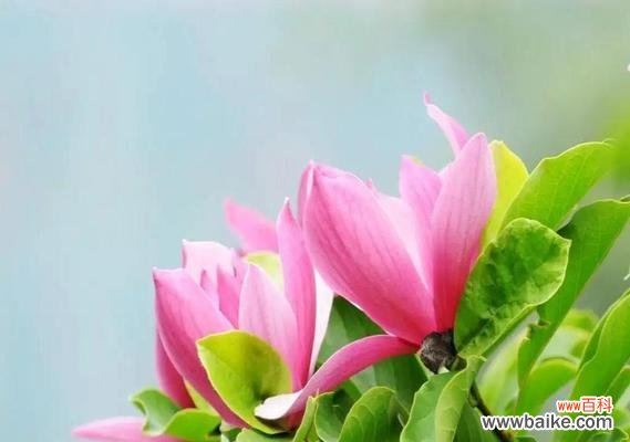 让笑容绽放，幸福永不离去 含笑花花语