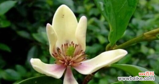 探寻含笑花背后的深层内涵 以含笑花的代表寓意——美丽与希望