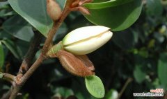 以美丽与坚韧的笑容，照亮内心世界 含笑花的寓意与意义