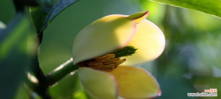 以美丽与坚韧的笑容,照亮内心世界 含笑花的寓意与意义