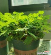 揭示含羞草的意义和象征 含羞草