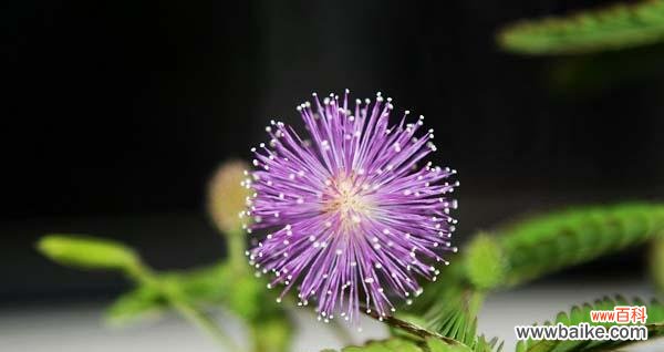 无声的情感表达与内心的守护者 含羞草花语