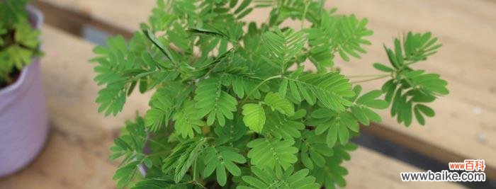 无声的情感表达与内心的守护者 含羞草花语