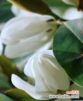 以含笑花花语展现快乐与希望的力量 含笑花的故事