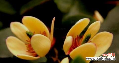 以含笑花花语展现快乐与希望的力量 含笑花的故事