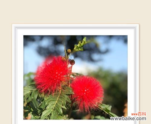 探寻合欢花的美丽和意义 合欢花语