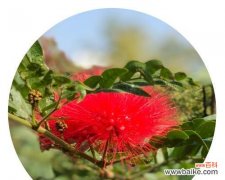 探寻合欢花的美丽和意义 合欢花语