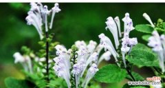 以韩信草的花语展现奋斗与希望 韩信草