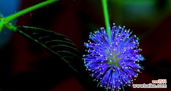 探索含羞草的内涵与象征意义 含羞草的花语与寓意