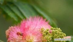 花语传递的深刻含义与神奇力量 合欢花花语——传递爱与友情的使者