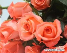 一份浓浓的爱情誓言 18朵玫瑰的花语——爱的承诺