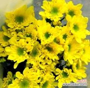 小菊的吉祥花语是什么？