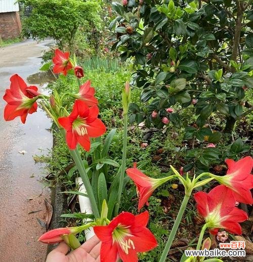 东方红色通常象征哪种花?