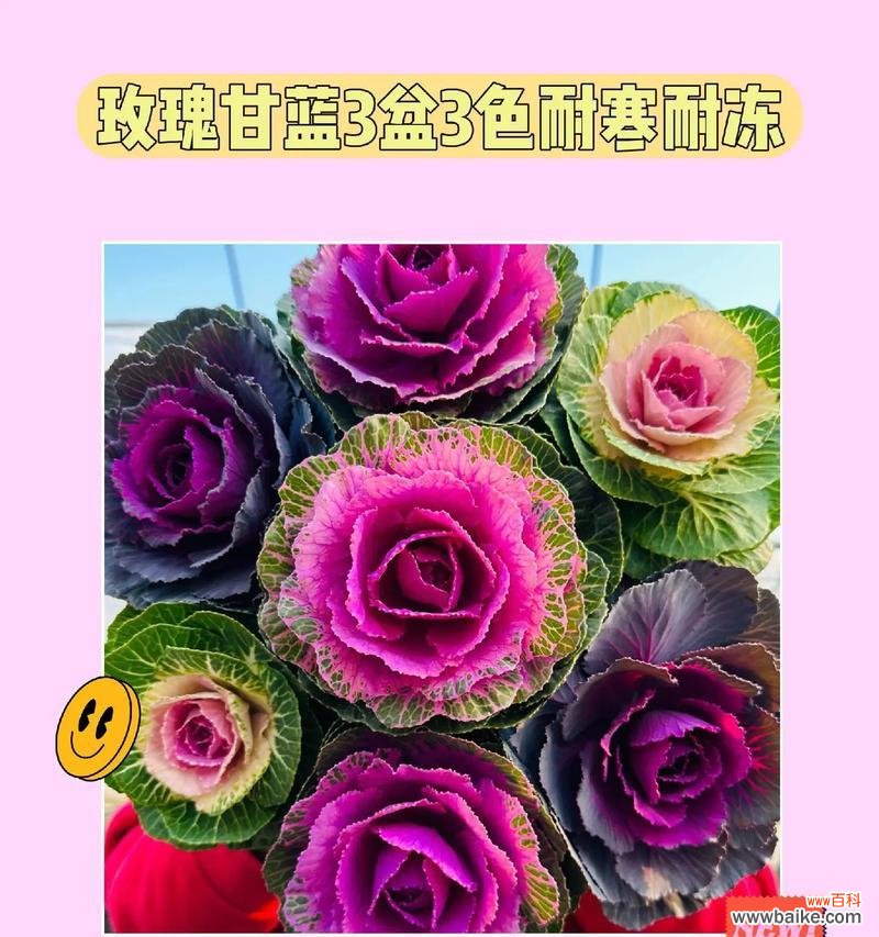 三色和一笔花玫瑰有何寓意？三色玫瑰的象征意义是什么？