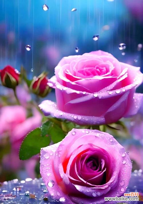 三色和一笔花玫瑰有何寓意？三色玫瑰的象征意义是什么？