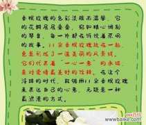 玫瑰花如何表达爱情？玫瑰花的象征意义是什么？