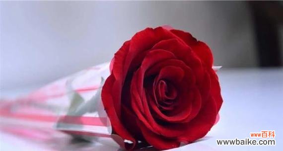 葫芦树和蓝色花有什么寓意?蓝色葫芦树象征着什么?