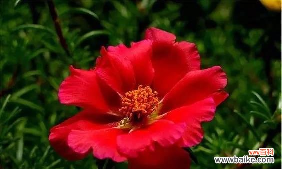 手捧牡丹太阳花有何寓意?它象征着什么?