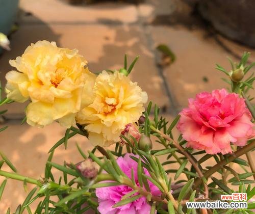 手捧牡丹太阳花有何寓意?它象征着什么?