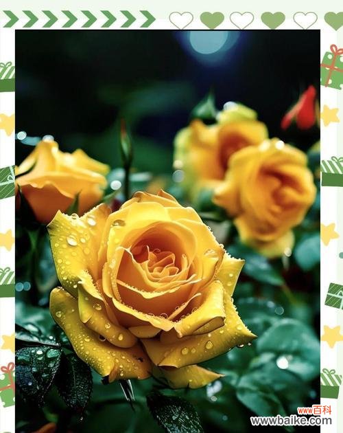 嫩黄色玫瑰花代表什么?它的花语是什么?