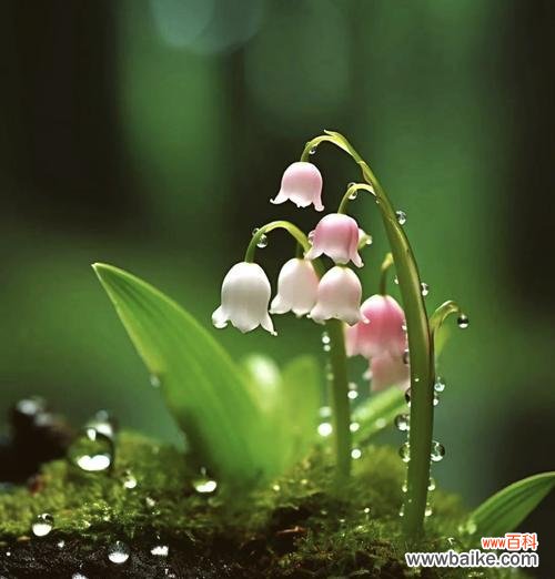 白色和绿色花在婚礼中的寓意是什么?它们代表了什么?