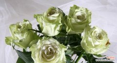 白色和绿色花在婚礼中的寓意是什么？它们代表了什么？