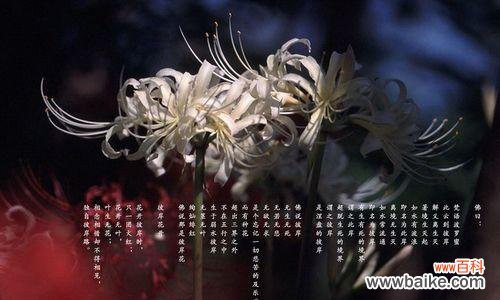 黑色彼岸花象征着什么?它的真正含义是什么?