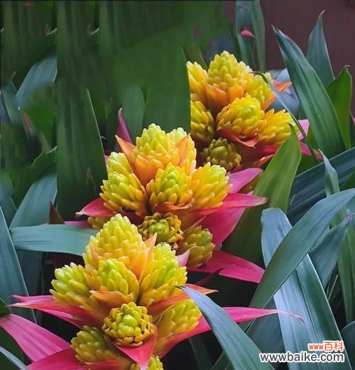 哪种黄色花卉寓意最为吉祥？