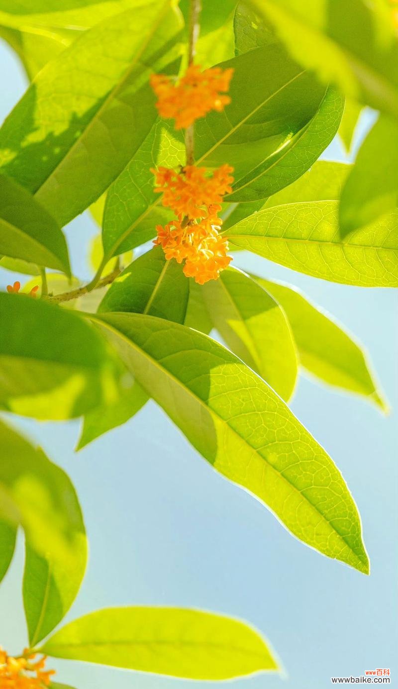 哪种黄色花卉寓意最为吉祥？