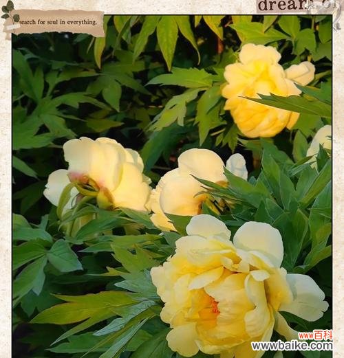 哪种黄色花卉寓意最为吉祥？