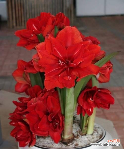 红色花卉中有哪些寓意特别的?