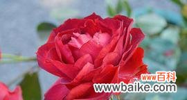 红色花卉中有哪些寓意特别的?