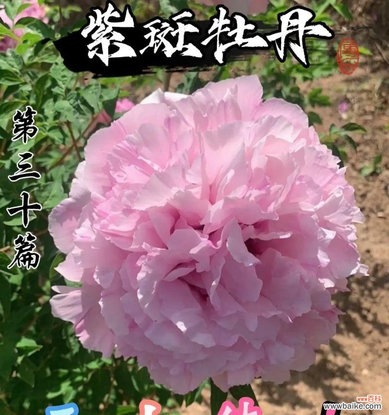 牡丹花七色分别代表什么寓意？