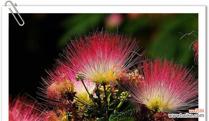 合欢花的丰富内涵与深刻启示 合欢花的寓意与象征——传递美好与守护爱情的使者