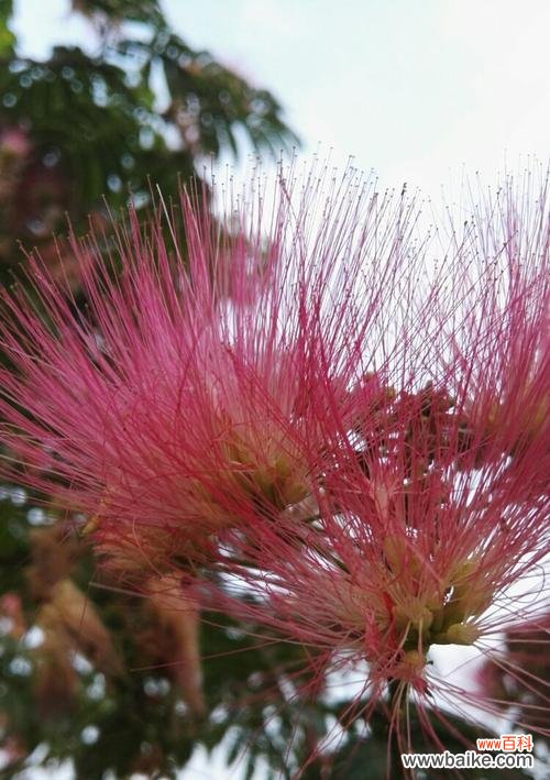 合欢花的丰富内涵与深刻启示 合欢花的寓意与象征——传递美好与守护爱情的使者