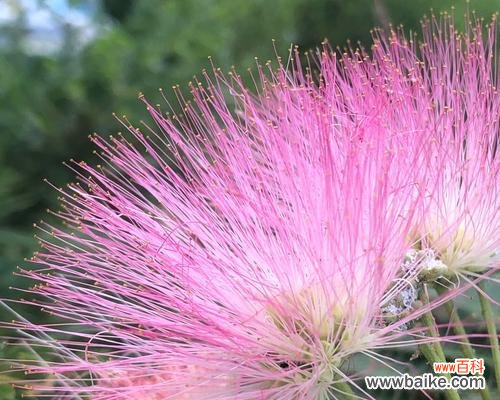 合欢花的丰富内涵与深刻启示 合欢花的寓意与象征——传递美好与守护爱情的使者